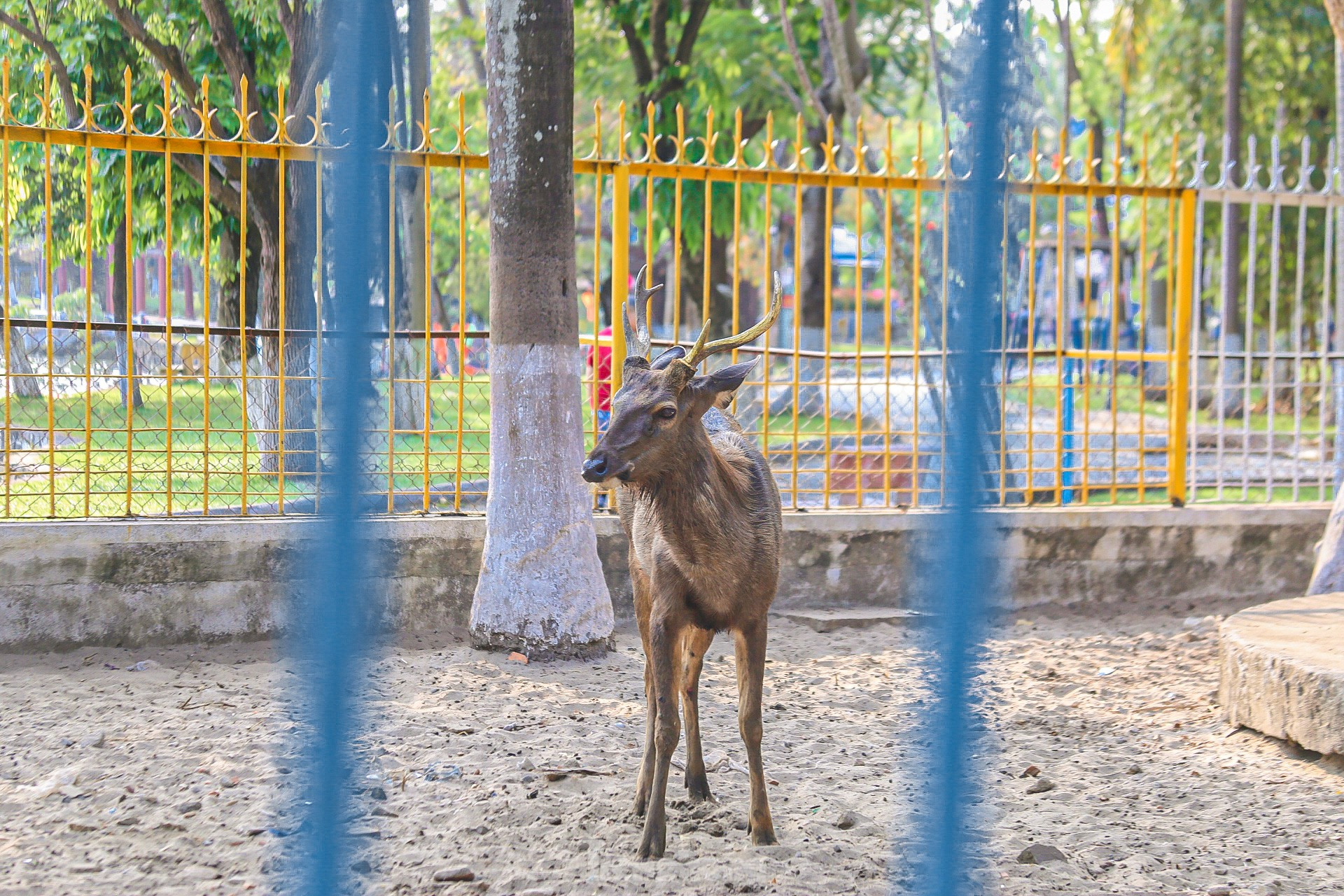 Xót xa cảnh thú rừng trong vườn thú lâu đời nhất Đà Nẵng ảnh 14