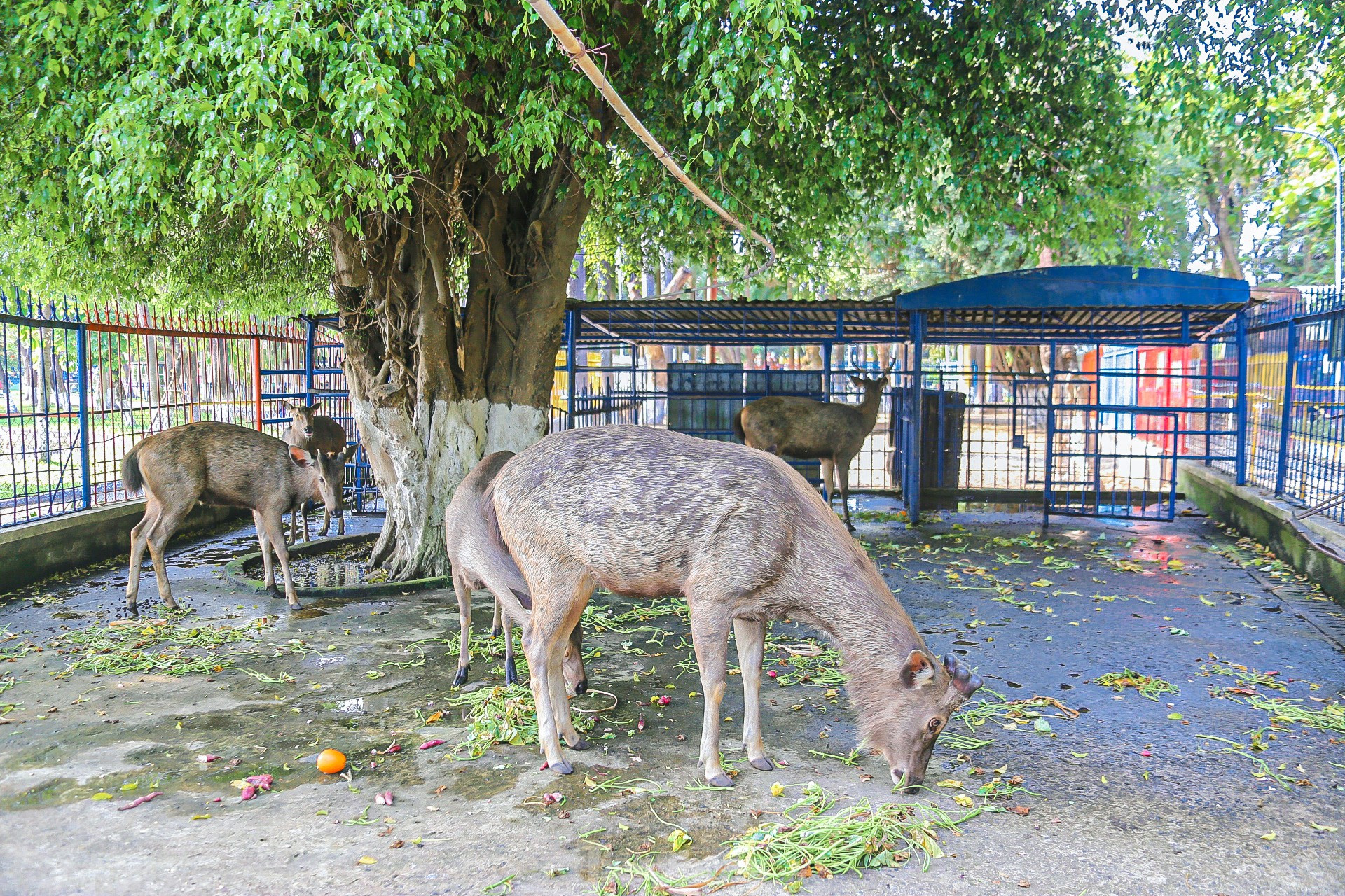 Xót xa cảnh thú rừng trong vườn thú lâu đời nhất Đà Nẵng ảnh 21