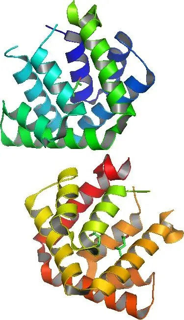 Cấu trúc chuỗi peptide Fel d 1 trong nước bọt của mèo.