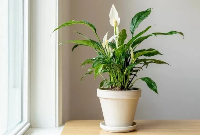 Muốn làm sạch không khí trong nhà, nên trồng những cây này-1