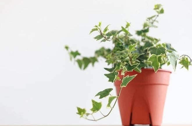 Muốn làm sạch không khí trong nhà, nên trồng những cây này-3