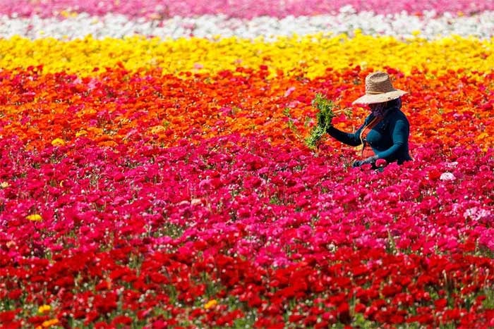  Hoa Tecolote Ranunculus khổng lồ tại Cánh đồng hoa ở Carlsbad, California, Mỹ. 