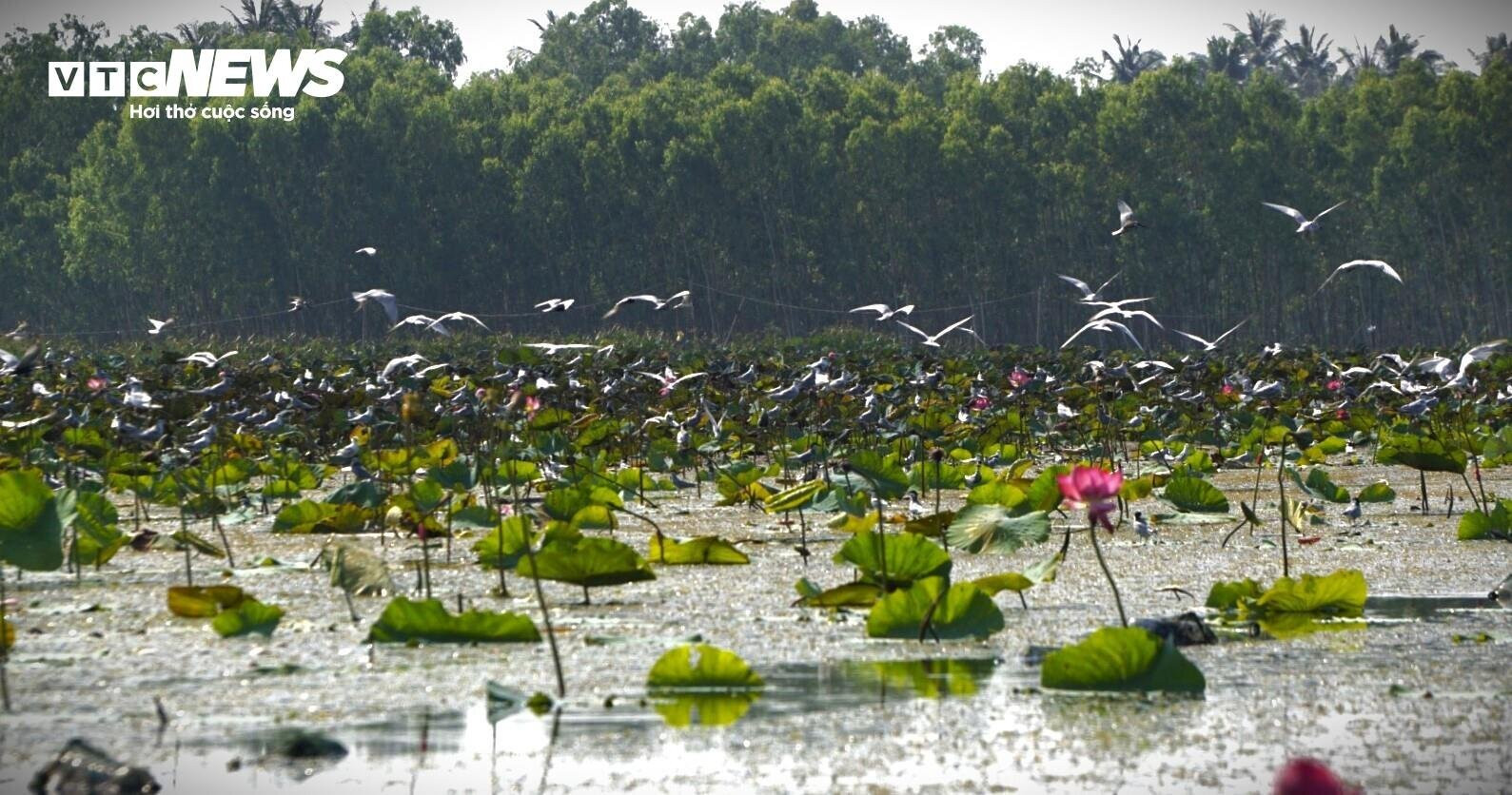 Mặc nắng nóng, du khách mê mải check-in tại đầm sen tự nhiên lớn nhất Bình Định - 10