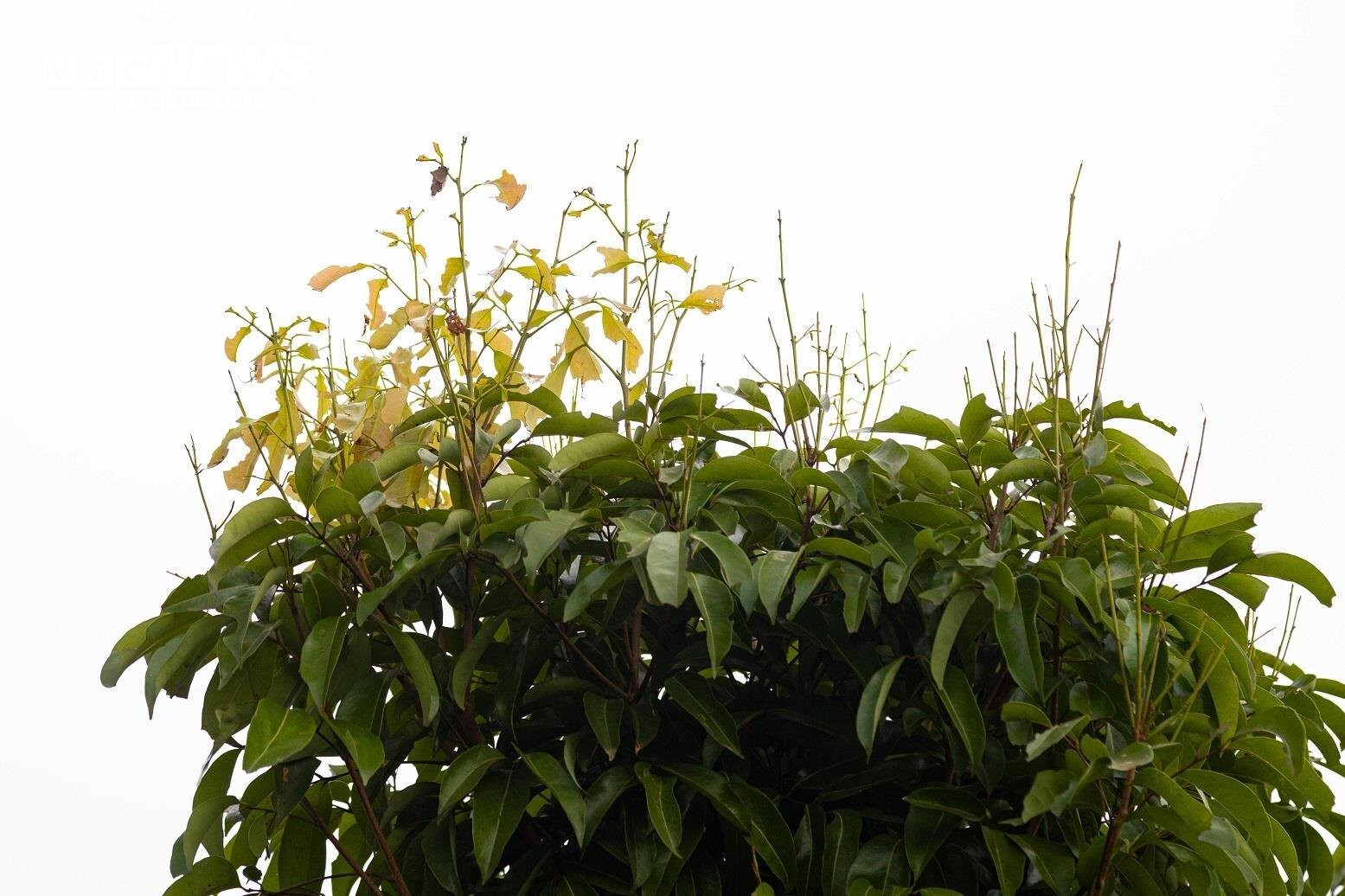 Mùa vải buồn ở Bắc Giang, mất nghìn tỷ đồng vì cây  ‘chột’ hoa - 4