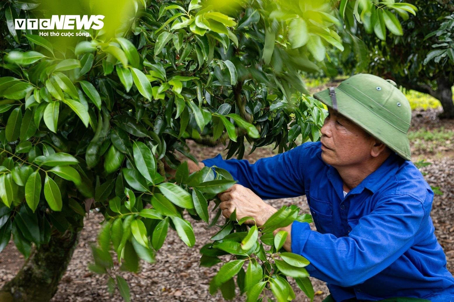 Mùa vải buồn ở Bắc Giang, mất nghìn tỷ đồng vì cây  ‘chột’ hoa - 1
