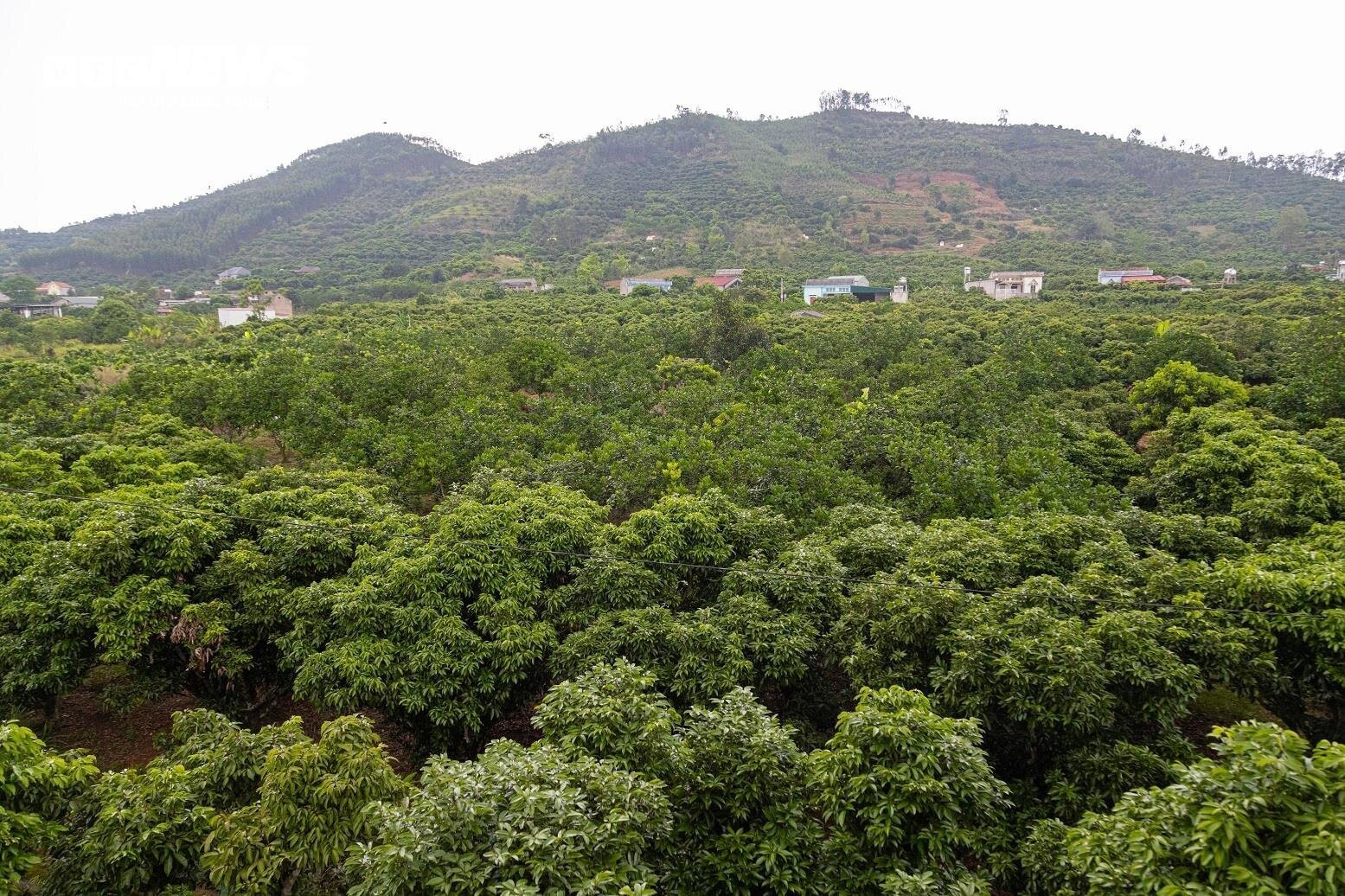 Mùa vải buồn ở Bắc Giang, mất nghìn tỷ đồng vì cây  ‘chột’ hoa - 5