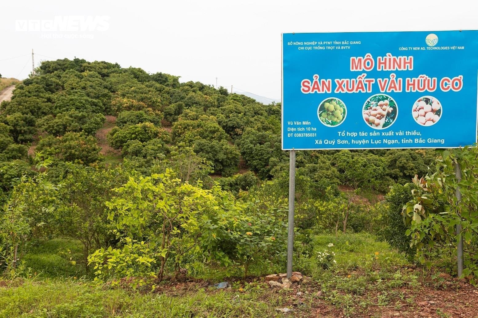 Mùa vải buồn ở Bắc Giang, mất nghìn tỷ đồng vì cây  ‘chột’ hoa - 7