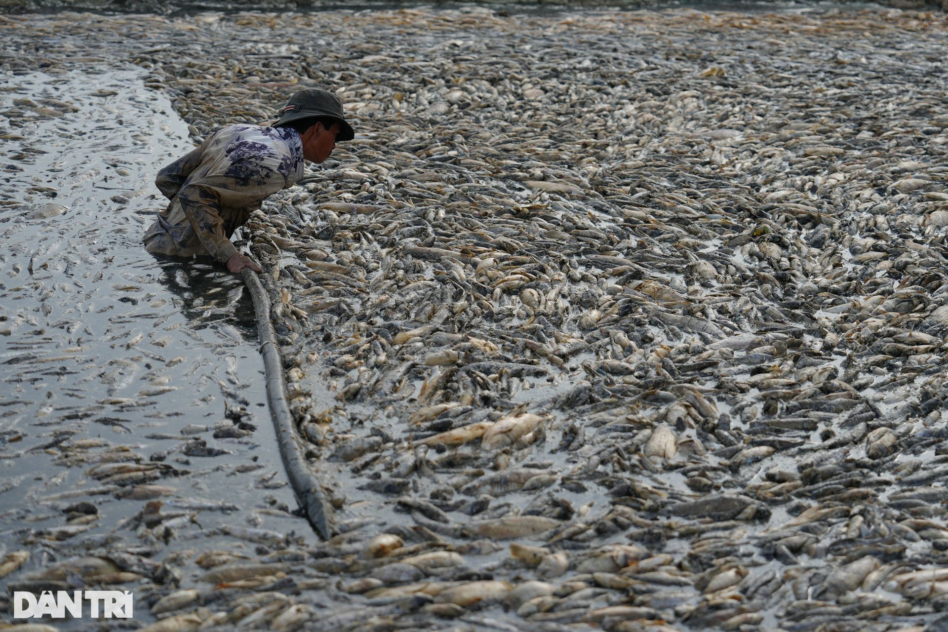 Nước cạn đáy, 200 tấn cá chết trắng hồ Sông Mây ở Đồng Nai - 7