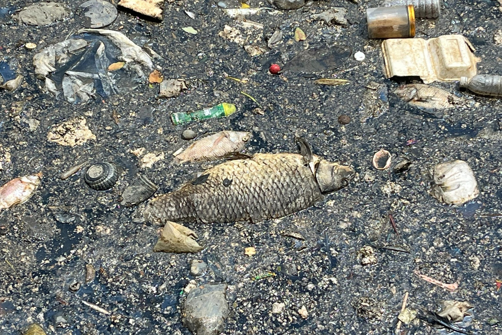 Mới mưa vài ngày, xác cá đã nổi đầy kênh Nhiêu Lộc ảnh 4