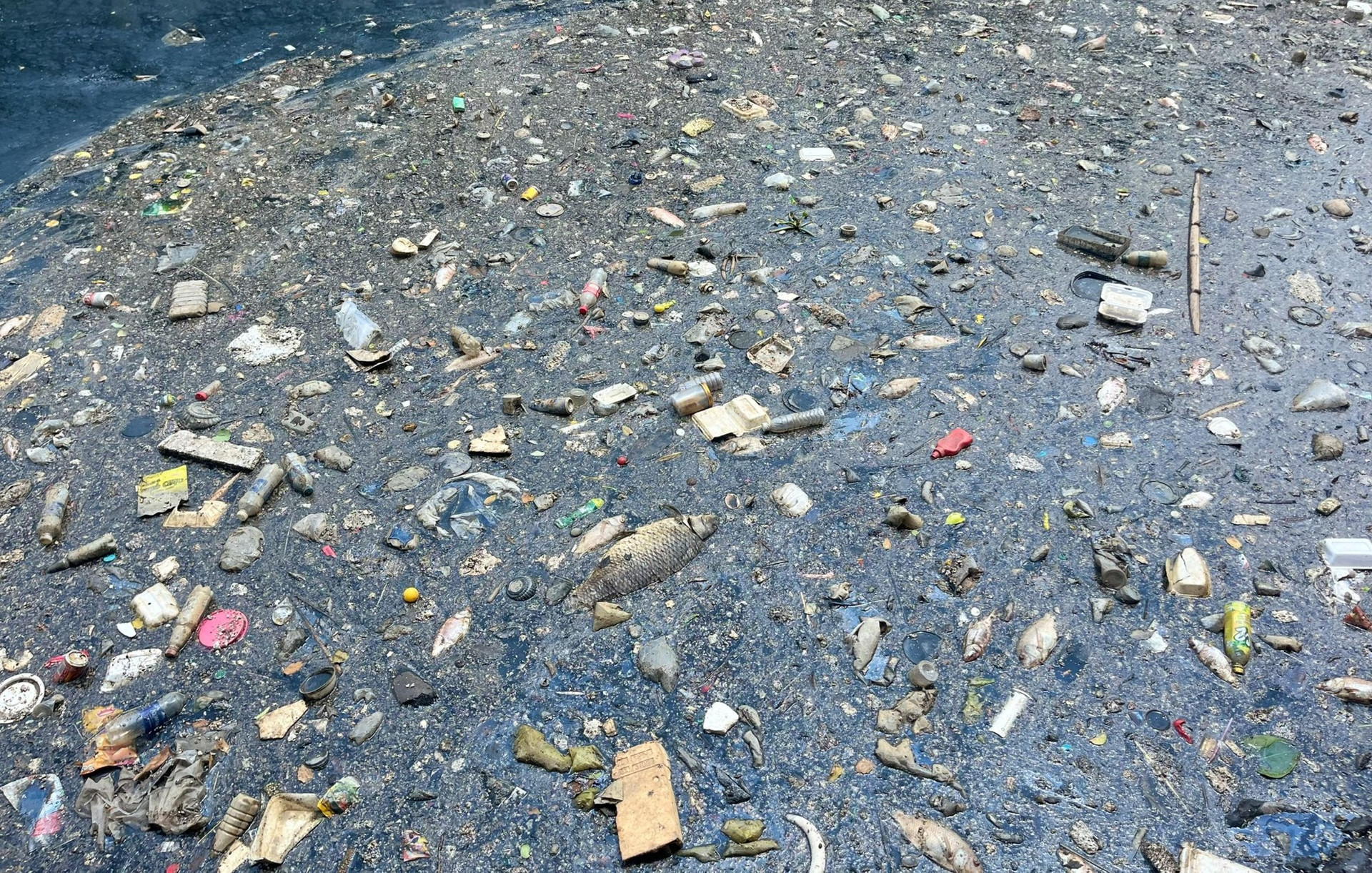Mới mưa vài ngày, xác cá đã nổi đầy kênh Nhiêu Lộc ảnh 7