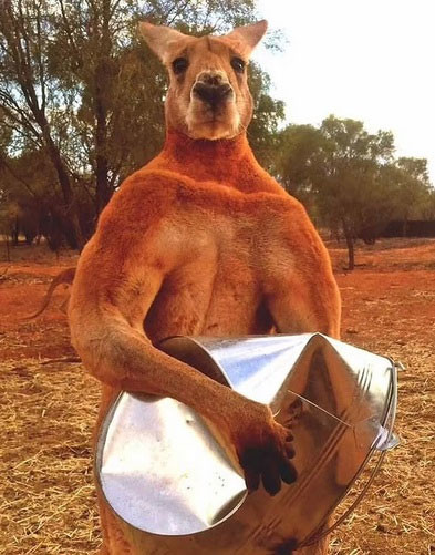 Kangaroo Roger