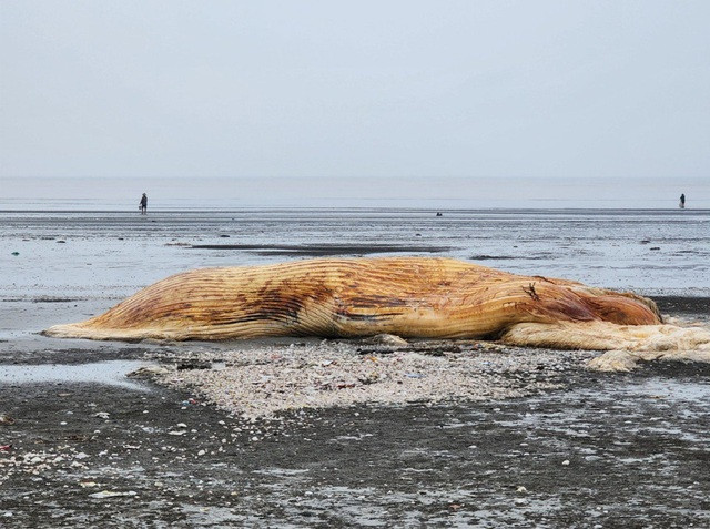Cá voi nặng hàng chục tấn chết trôi dạt vào bờ biển- Ảnh 1.