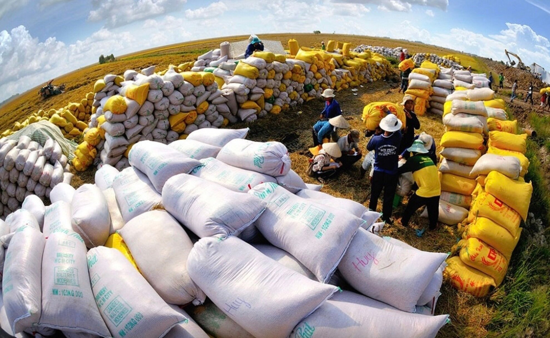 Thế giới thiếu 7 triệu tấn gạo, Việt Nam đối diện cơ hội lớn trong xuất khẩu. (Ảnh minh họa: Chính phủ)