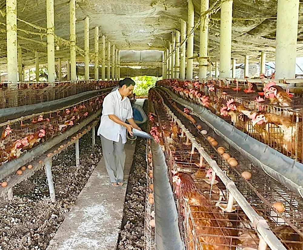 Trang trại chăn nuôi gà tại huyện Cần Giuộc, tỉnh Long An. Ảnh: NGỌC PHÚC