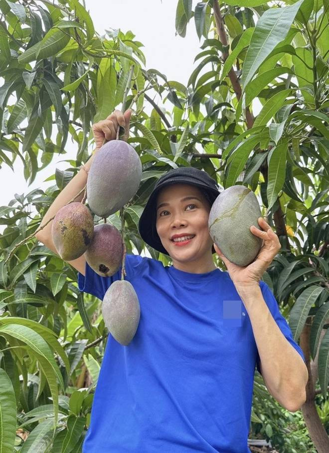 Khu vườn đầu hè của sao Việt: Mỹ Tâm - Mỹ Lệ khoái chí khoe táo xoài đầy vườn, hái vào đầy giỏ-4