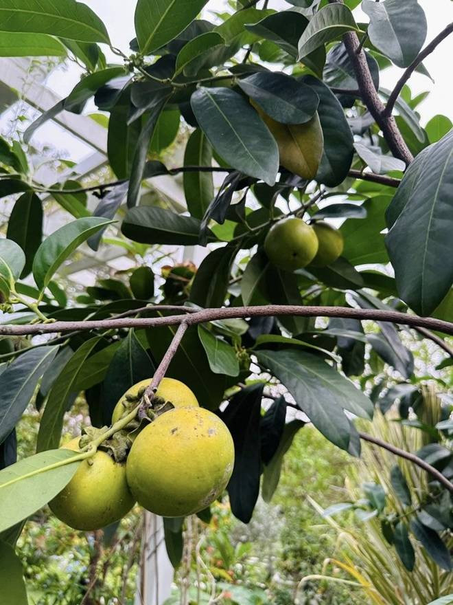 Khu vườn đầu hè của sao Việt: Mỹ Tâm - Mỹ Lệ khoái chí khoe táo xoài đầy vườn, hái vào đầy giỏ-8