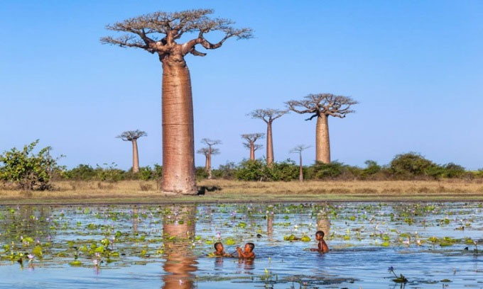 Cây baobab có hình dáng đặc biệt.