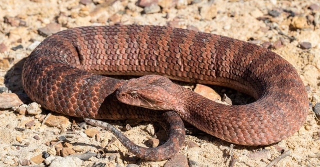 Common Death Adder - Loài rắn tấn công nhanh nhất nước Úc