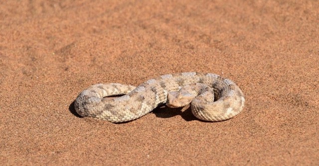 Sidewinder - Loài rắn di chuyển nhanh nhất thế giới