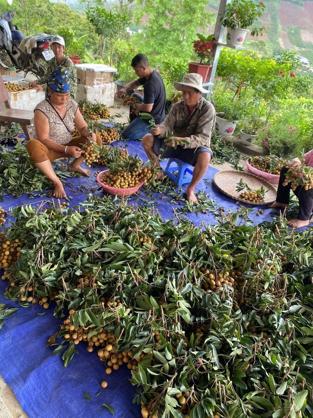 Giá nhãn Sơn La tăng kỷ lục lên hơn 50 ngàn đồng/kg- Ảnh 1.