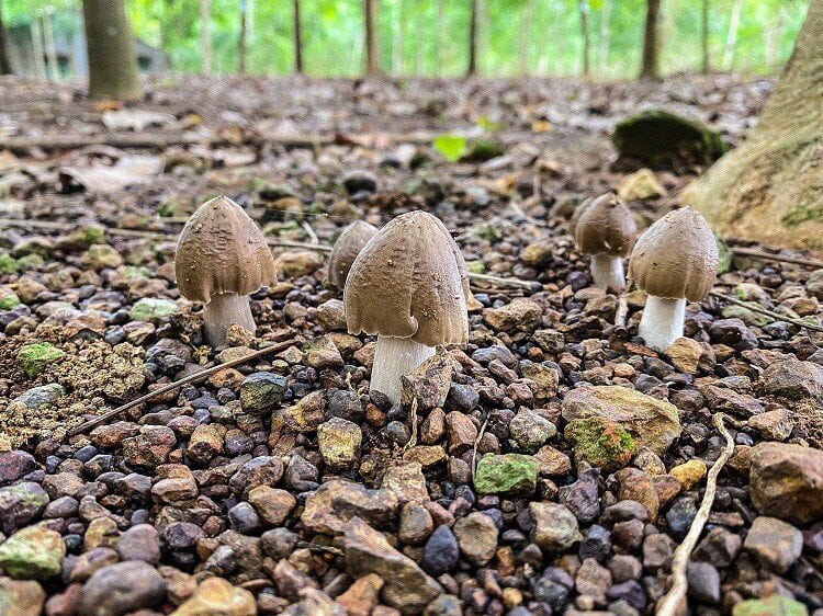 Nấm mối có giá thành rất cao, khi đến tay người tiêu dùng có thể lên đến hàng triệu đồng/kg. (Ảnh: NVCC)