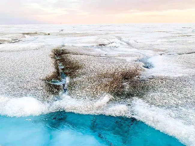 Tảo làm đen băng ở Greenland.