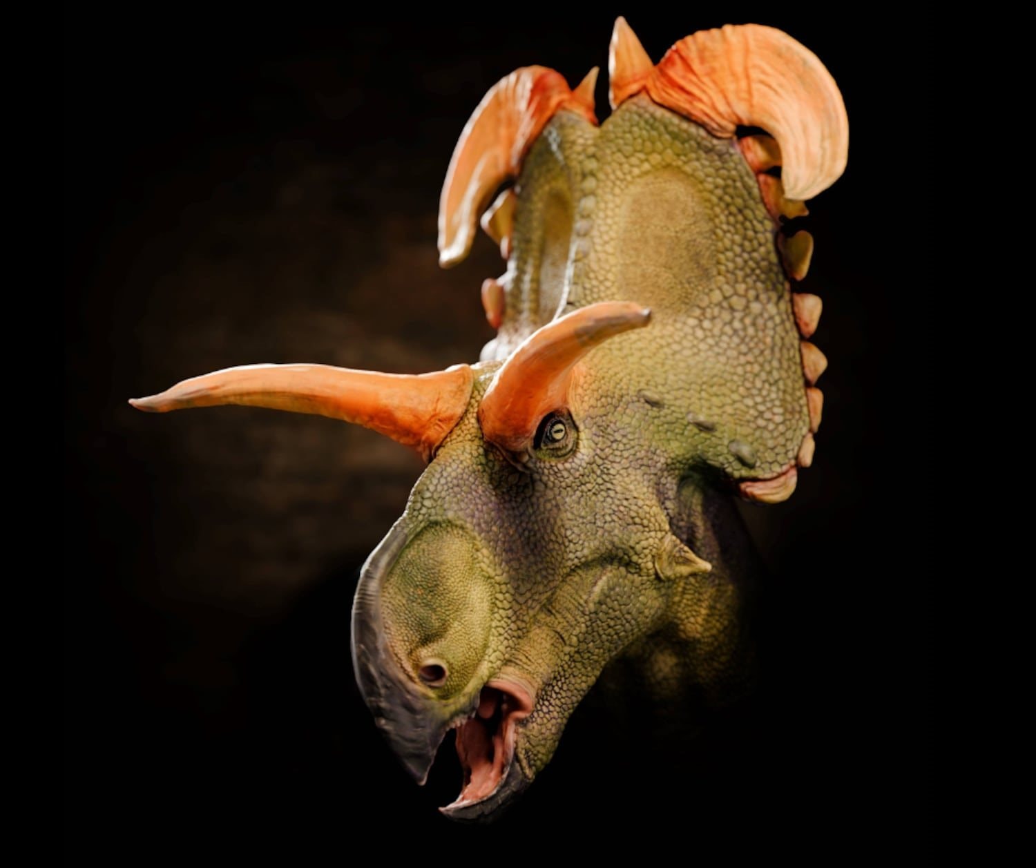 lokiceratops-rangiformi-2.jpg