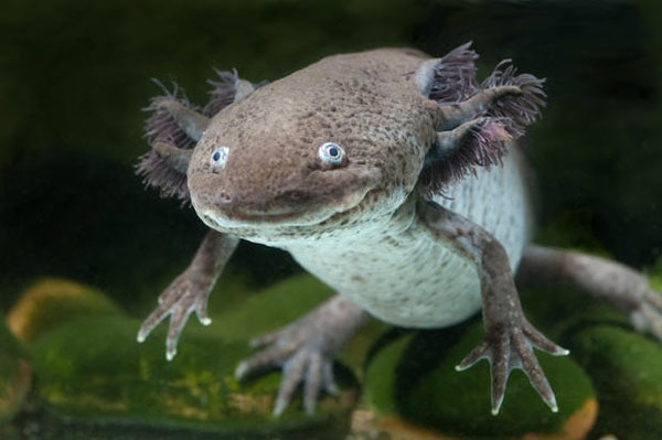 Axolotl không còn trong tự nhiên