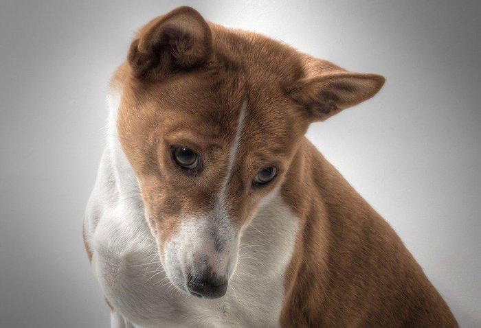 Chó Basenji có tuổi thọ từ 12 - 14 năm.