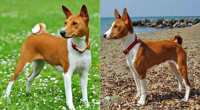 Điểm đặc biệt nhất của Basenji là không bao giờ sủa.