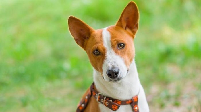 Chó Basenji vô cùng nhanh nhẹn, cảnh giác, độc lập, có sức khỏe bền bỉ...