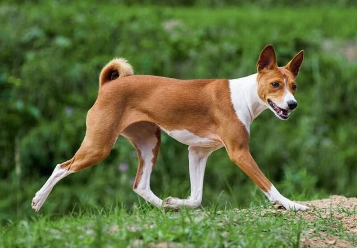 Basenji là một giống chó cổ có nguồn gốc từ Ai Cập được gọi tên là “Barkless Dog”.