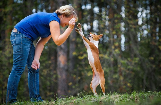  Basenji là giống chó tình cảm và rất trung thành nếu được đối xử tốt. 