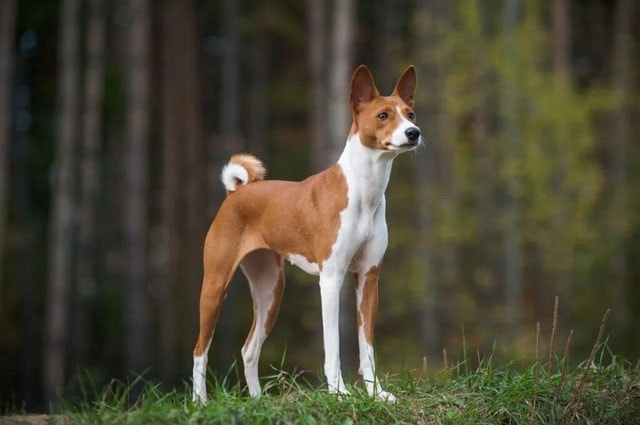 Basenji có bộ lông ngắn, mịn và đa dạng màu sắc.