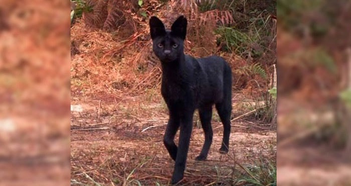 Melanistic serval