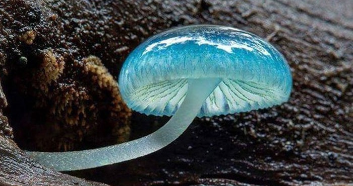 Mycena xanh