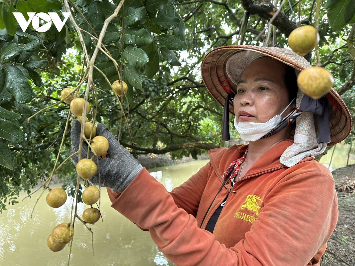 vung Dbscl dang dong gop khoang 31 gdp toan nganh nong nghiep hinh anh 2