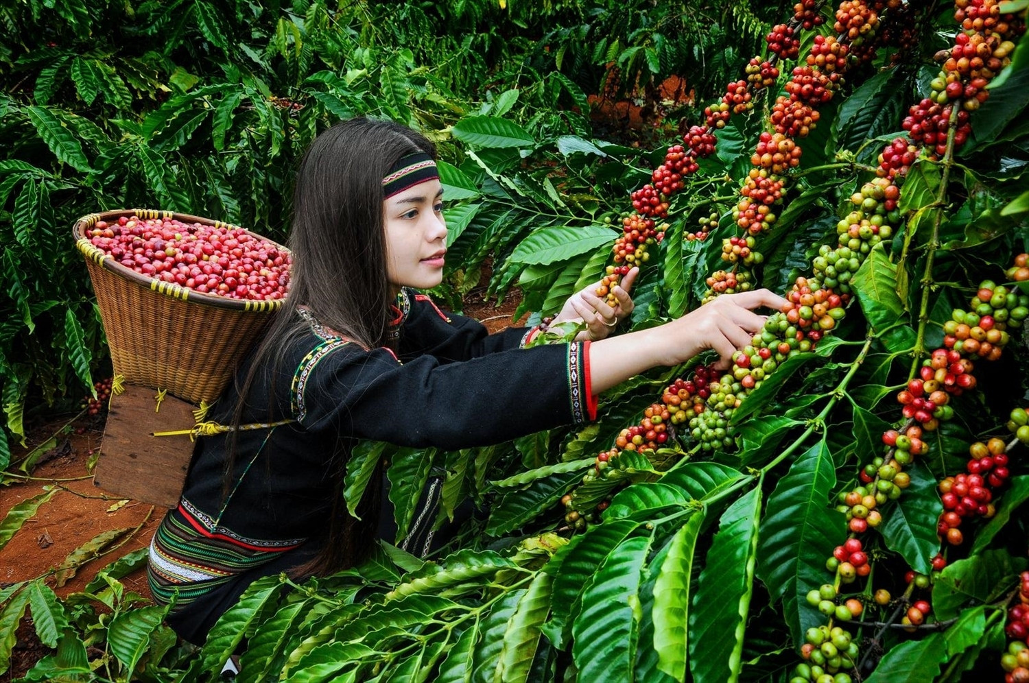 Giá cà phê Robusta xuất khẩu lần đầu vượt xa giá cà phê Abarica. (Ảnh minh họa: Báo Dân tộc và Phát triển)