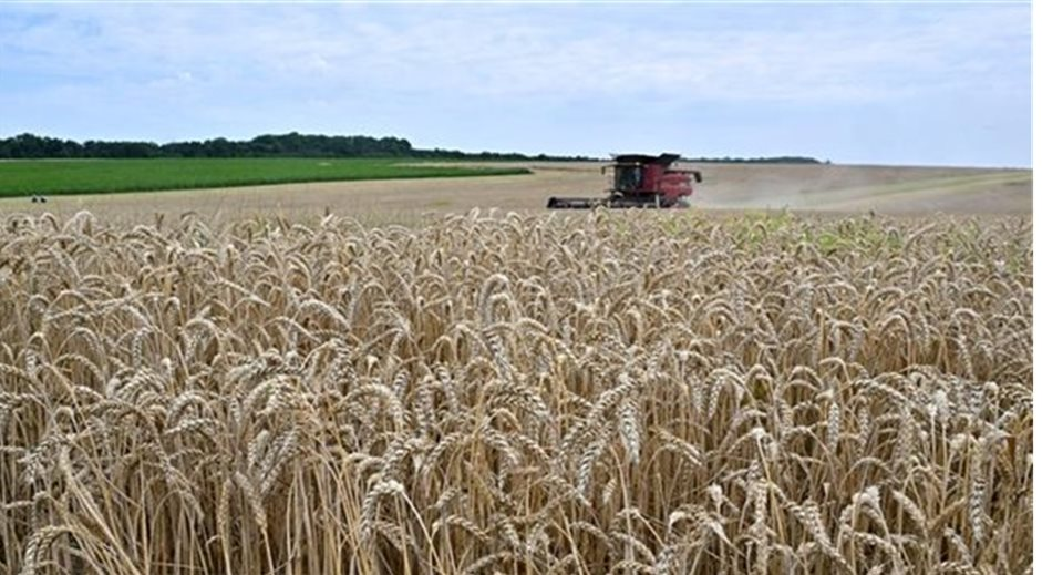 ‏Thời tiết khắc nghiệt ảnh hưởng đến sản lượng ngũ cốc Nga‏