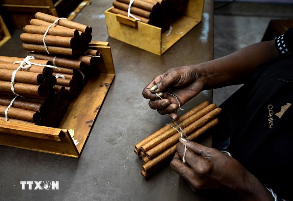 Công nhân đóng gói xì gà tại nhà máy ở La Habana, Cuba. (Ảnh: AFP/TTXVN)