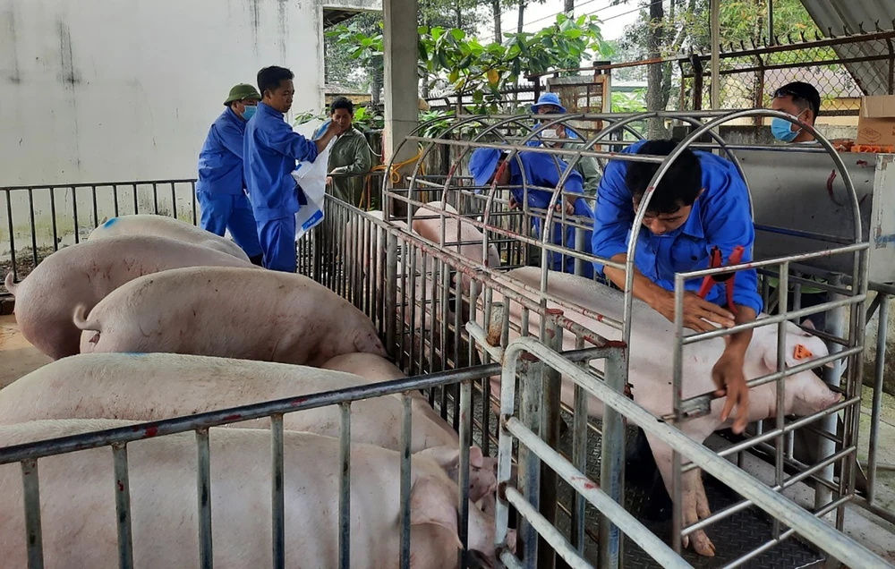 Mô hình chăn nuôi heo sinh học, chất lượng cao tại huyện Trảng Bom (Đồng Nai)