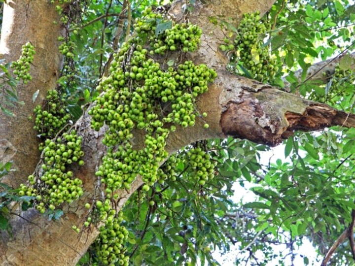 Nên trồng cây sung ở đâu?-2