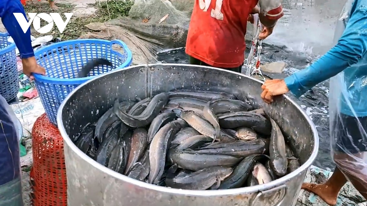 cung vuot cau, hang ngan ho nuoi ca loc o tra vinh doi mat voi nguy co thua lo hinh anh 1