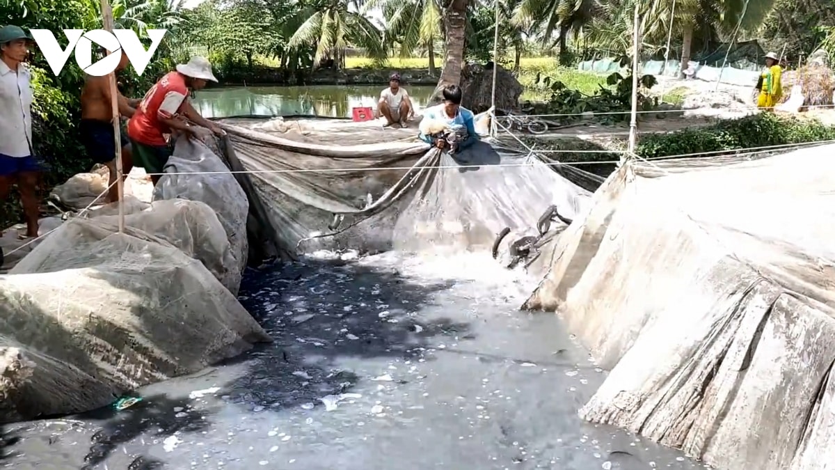 cung vuot cau, hang ngan ho nuoi ca loc o tra vinh doi mat voi nguy co thua lo hinh anh 2