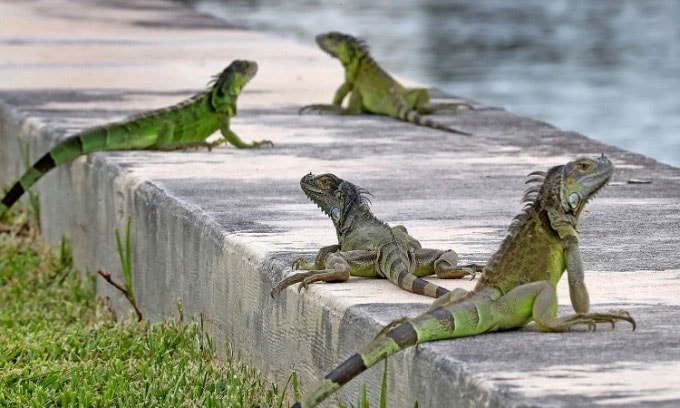  Cự đà xanh là loài vật xâm lấn ở Florida (Mỹ). 