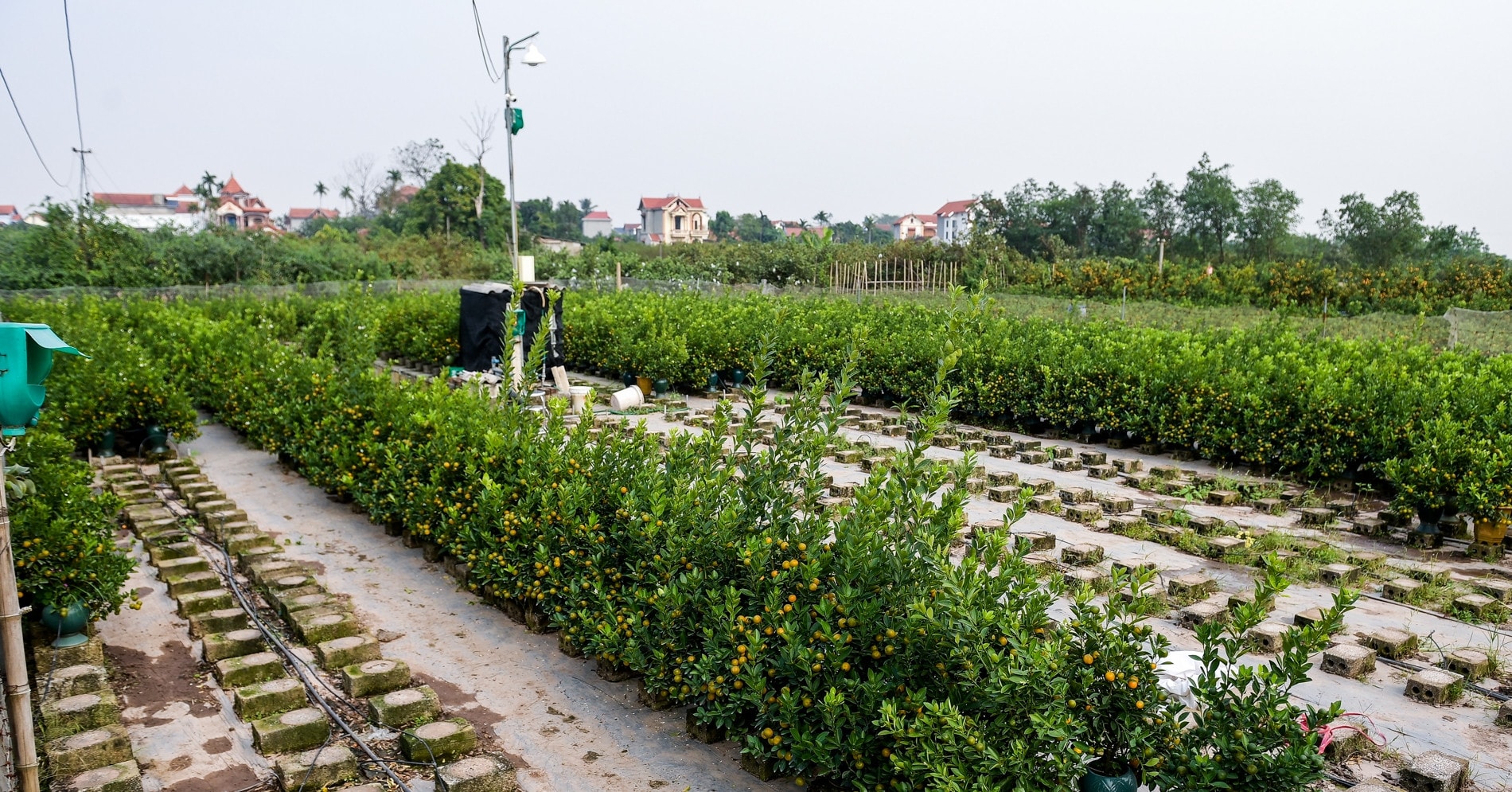 Chốt đơn khủng xong, nhiều chủ vườn ở thủ phủ quất cảnh miền Bắc 'nghỉ Tết' sớm