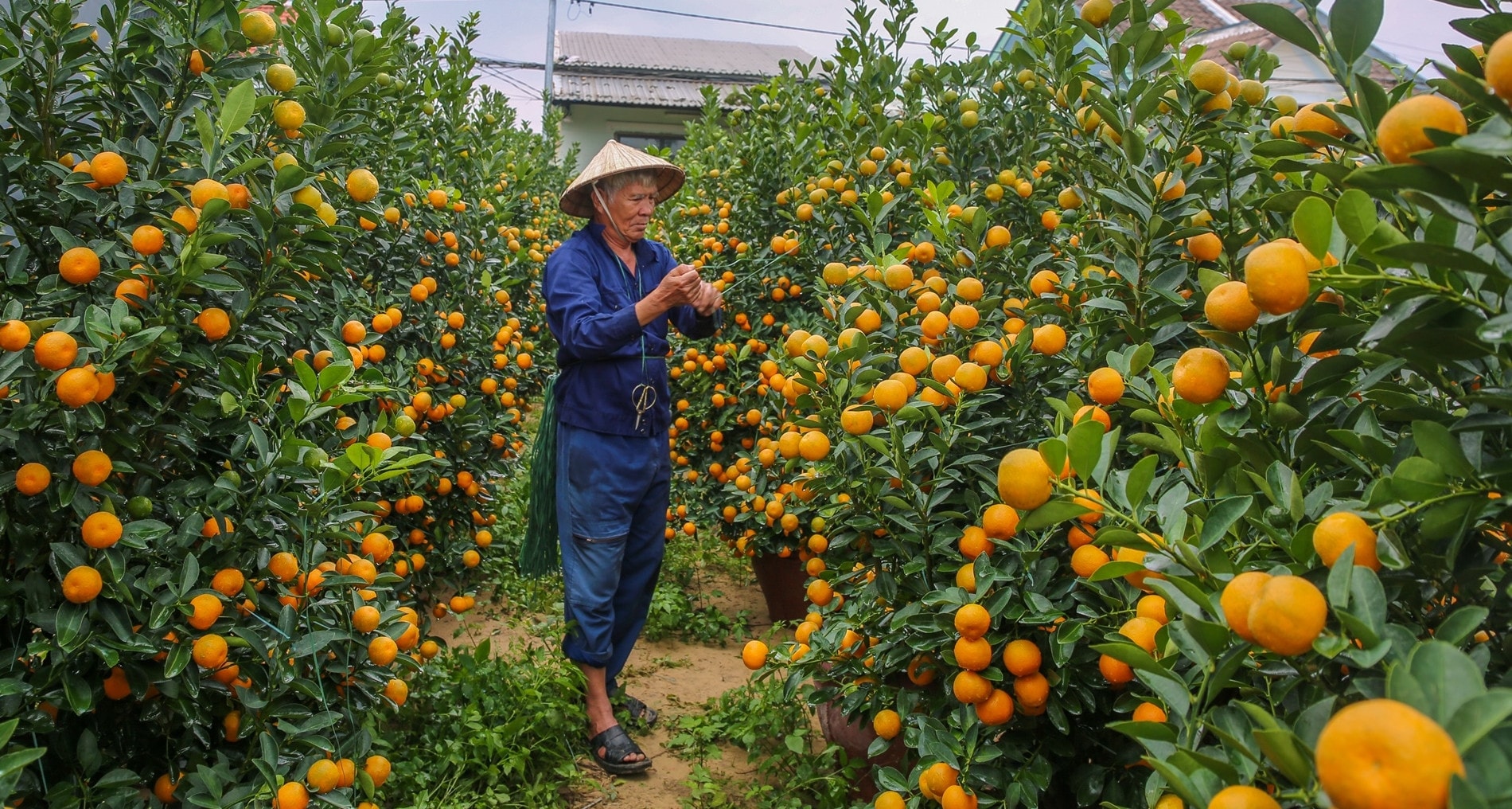 Thương lái 'ôm' gần hết hàng, người dân thủ phủ quất cảnh miền Trung lãi lớn