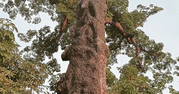 'Cụ' gạo đền Mõ, cây di sản Việt Nam gần 750 năm tuổi được hồi sinh thần kỳ