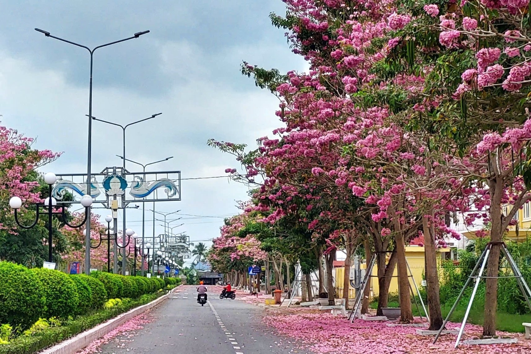 Tuần lễ hội hoa kèn hồng ở Sóc Trăng diễn ra phụ thuộc thời điểm hoa nở rộ - 1 Tuần lễ hội hoa kèn hồng ở Sóc Trăng diễn ra phụ thuộc thời điểm hoa nở rộ - 1