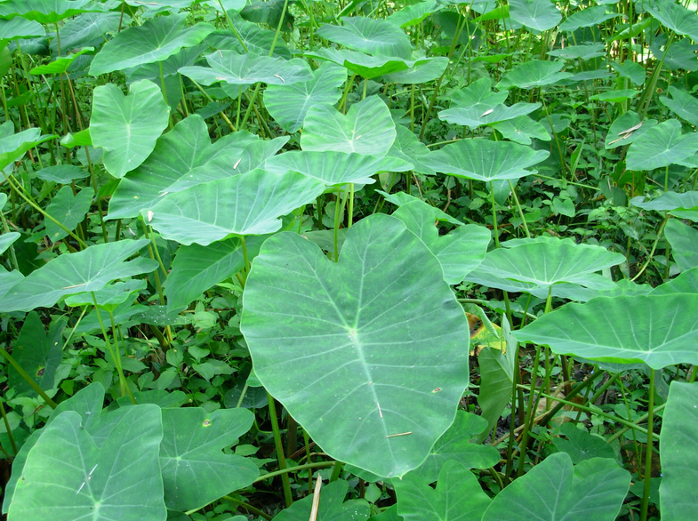 khoaingua.png